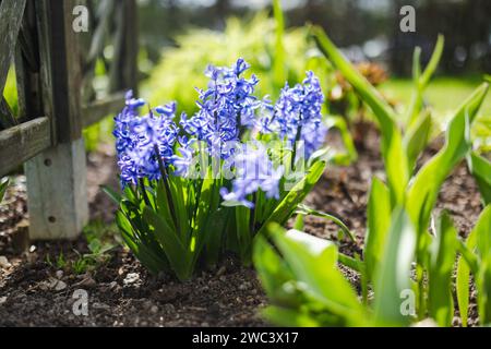 Wunderschöne blaue Hyazinthen blühen in einem Garten am sonnigen Frühlingstag. Schönheit in der Natur. Stockfoto