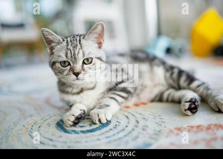 Britisches Kurzhaar-silbernes Tabby-Kätzchen im Wohnzimmer. Junge Hauskatze, die zu Hause drinnen bleibt. Stockfoto