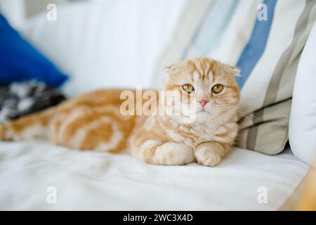 Rotes schottisches Faltkätzchen, das sich auf einem Sofa im Wohnzimmer ausruhen lässt. Junge Hauskatze, die zu Hause drinnen bleibt. Stockfoto