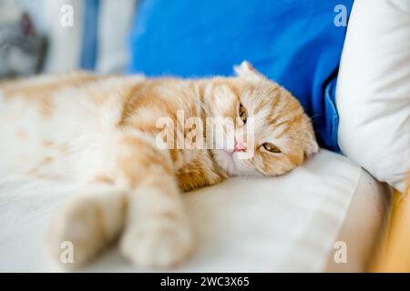 Rotes schottisches Faltkätzchen, das sich auf einem Sofa im Wohnzimmer ausruhen lässt. Junge Hauskatze, die zu Hause drinnen bleibt. Stockfoto