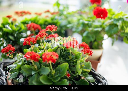 Blühende rote Kalanchoe-Blüten. Rote Blüten von Kalanchoe als Hauspflanze. Schönheit in der Natur. Stockfoto