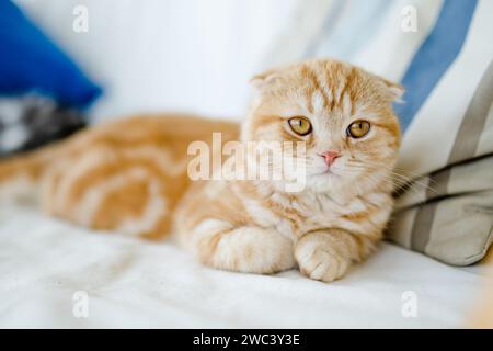 Rotes schottisches Faltkätzchen, das sich auf einem Sofa im Wohnzimmer ausruhen lässt. Junge Hauskatze, die zu Hause drinnen bleibt. Stockfoto