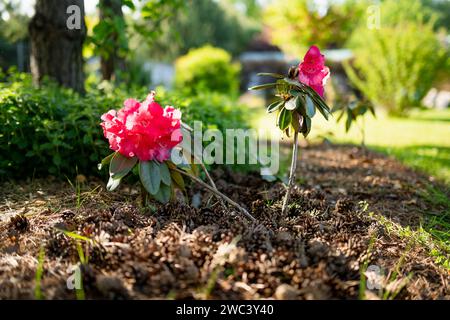 Leuchtend rosafarbene Blüten aus blühendem Rhododendron-Busch am sonnigen Sommertag. Schönheit in der Natur. Stockfoto
