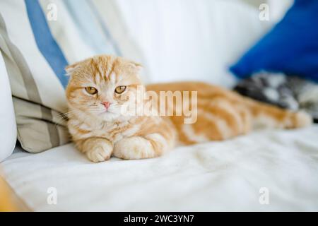 Rotes schottisches Faltkätzchen, das sich auf einem Sofa im Wohnzimmer ausruhen lässt. Junge Hauskatze, die zu Hause drinnen bleibt. Stockfoto