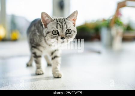 Britisches Kurzhaar-silbernes Tabby-Kätzchen im Wohnzimmer. Junge Hauskatze, die zu Hause drinnen bleibt. Stockfoto