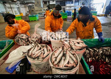 Richmond, Kanada. Januar 2024. Fischer verpacken Heringsfische während der jährlichen Fishing Helping Kids with Cancer Heringsveranstaltung in einem Fischerhafen in Steveston Village in Richmond, British Columbia (BC), Kanada, am 13. Januar 2024. Lokale Fischer spendeten 75 Tonnen Heringsfische für den Verkauf während der Veranstaltung, um Kinder zu unterstützen, die im BC Children's Hospital wegen Krebs behandelt wurden. Quelle: Liang Sen/Xinhua/Alamy Live News Stockfoto