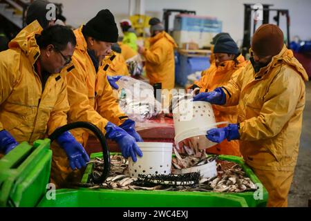 Richmond, Kanada. Januar 2024. Fischer bereiten Heringsfische während der jährlichen Heringsveranstaltung Fishing Helping Kids With Cancer am 13. Januar 2024 in einem Fischerhafen in Steveston Village in Richmond, British Columbia (BC), Kanada, zu. Lokale Fischer spendeten 75 Tonnen Heringsfische für den Verkauf während der Veranstaltung, um Kinder zu unterstützen, die im BC Children's Hospital wegen Krebs behandelt wurden. Quelle: Liang Sen/Xinhua/Alamy Live News Stockfoto