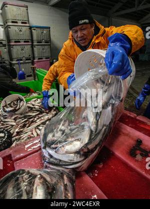 Richmond, Kanada. Januar 2024. Ein Fischer packt Heringsfisch während der jährlichen Fishing Helping Kids with Cancer Heringsveranstaltung am 13. Januar 2024 in einem Fischerhafen in Steveston Village in Richmond, British Columbia (BC), Kanada. Lokale Fischer spendeten 75 Tonnen Heringsfische für den Verkauf während der Veranstaltung, um Kinder zu unterstützen, die im BC Children's Hospital wegen Krebs behandelt wurden. Quelle: Liang Sen/Xinhua/Alamy Live News Stockfoto