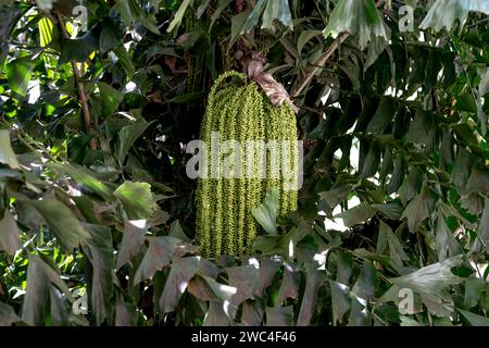 Close Up View Junge Grüne Früchte Der Fischschwanzpalme Oder Caryota Mitis Hängen Am Baum Im Garten Stockfoto