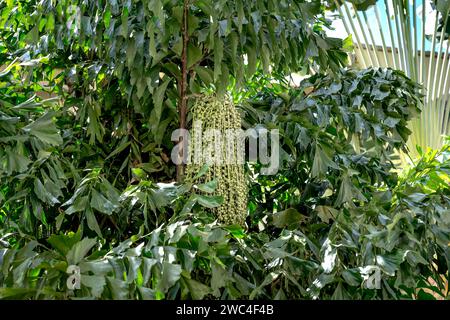 Close Up View Junge Grüne Früchte Der Fischschwanzpalme Oder Caryota Mitis Hängen Am Baum Im Garten Stockfoto