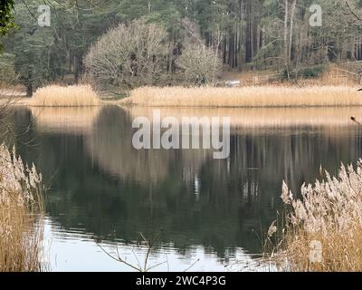 Frensham Little Pond, Frensham. Januar 2024. Ein kalter und bewölkter Start in den Tag für die Home Counties mit Temperaturen von rund 3 Grad celsius. Der Frensham Little Pond in der Nähe von Farnham in Surrey erwies sich als beliebter Ort für einen Spaziergang am frühen Morgen für Hundebesitzer und Fotografen. Quelle: james jagger/Alamy Live News Stockfoto