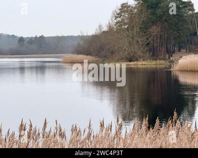 Frensham Little Pond, Frensham. Januar 2024. Ein kalter und bewölkter Start in den Tag für die Home Counties mit Temperaturen von rund 3 Grad celsius. Der Frensham Little Pond in der Nähe von Farnham in Surrey erwies sich als beliebter Ort für einen Spaziergang am frühen Morgen für Hundebesitzer und Fotografen. Quelle: james jagger/Alamy Live News Stockfoto