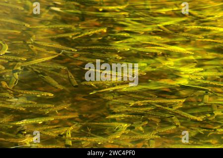 Coho Lachsbraten (Oncorhynchus kisutch) - Jungtiere, die in einem Erdteich leben, bis sie im Frühjahr freigelassen werden. Kanaka Creek Fish Hatchery, B.C., Kanada. Stockfoto