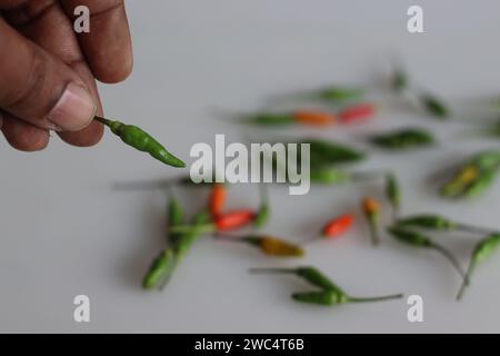 Halten Sie einen frischen Kanthari-Pfeffer oder Chili in der Hand. Birds Eye Chilly, eine feurige und geschmackvolle südindische Delikatesse, die Gewürze und Kuli symbolisiert Stockfoto