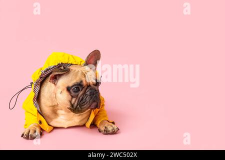Süße französische Bulldogge im Regenmantel auf rosa Hintergrund Stockfoto