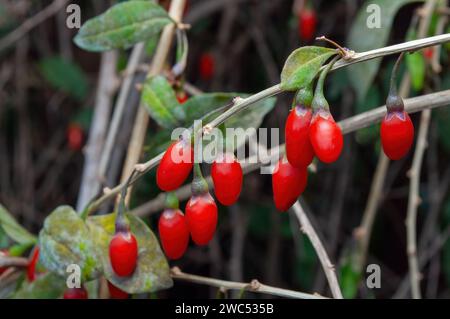 Goji-Beeren auf einem Busch. Gesunde Lebensmittel in Ihrem Garten Stockfoto