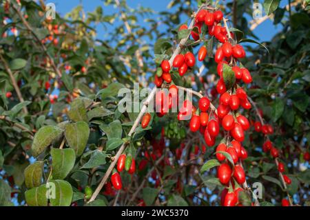 Eine reichliche Ernte von Goji-Beeren auf einem Busch im Garten. Gesunde Lebensmittel aus China Stockfoto