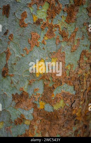 Wunderschöne Hintergrundstruktur des amerikanischen Platanen, der westlichen Platanen-Baumrinde in Mailand, Italien. Stockfoto