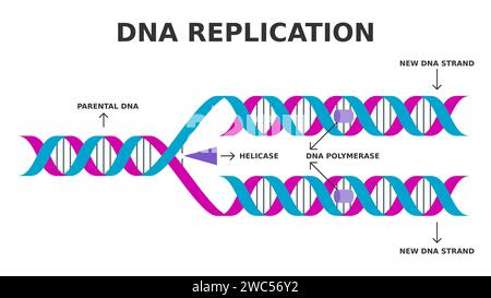 DNA-Replikation. Biologischer Prozess der Herstellung zweier identischer DNA-Replikate aus einem ursprünglichen DNA-Molekül. Vereinfachtes Diagramm. Vektorabbildung Stock Vektor