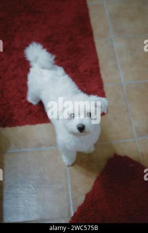 Ein kleiner, flauschiger, weißer Hund steht stolz auf einem leuchtenden roten Teppich und schafft eine bezaubernde und auffällige Szene Stockfoto