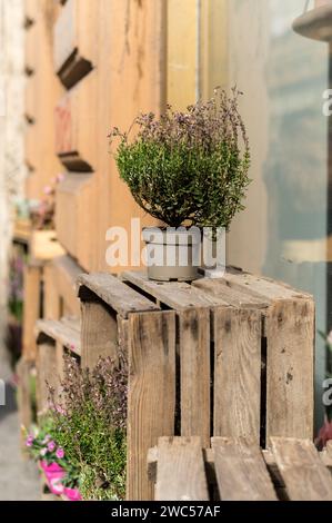 Ein kleines Geschäft zeigt seine Blumen und Kräuter in Töpfen auf dem Bürgersteig auf alten Holzkisten und lädt zum Einkaufen ein. Stockfoto