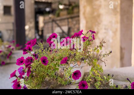 Ein kleiner Blumentopf mit rosa Blumen steht auf einer Steingeländer in einem historischen Innenhof. Stockfoto