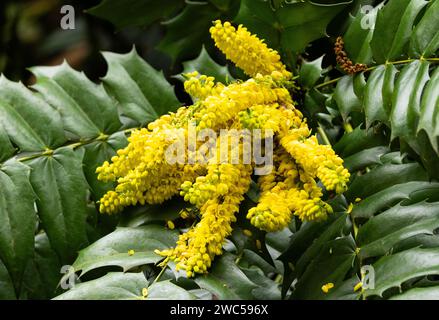 Die hellgelben Sprays winterblühender Blumen und dunkle immergrüne Blätter machen die Mahonia zu einer beliebten Pflanze bei Gartenbauern. Stockfoto