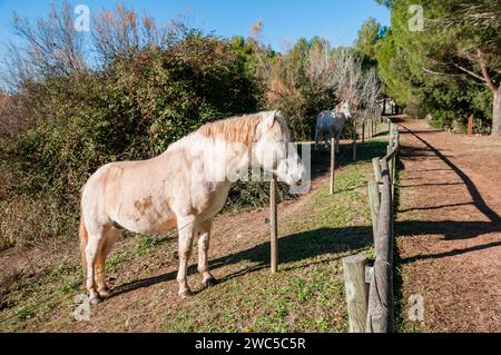 Camargue Pferd, neben einem Gehweg, Santpedor, Katalonien, Spanien Stockfoto