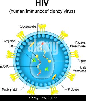 Humanes Immundefizienzvirus. Nahaufnahme einer HIV-Virion-Struktur. Vergrösserung von Viruspartikeln, die das erworbene Immundefizienzsyndrom verursachen. Vektor-di Stock Vektor