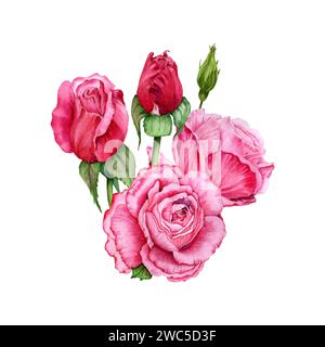 Komposition mit rosa Rosenblüten, Knospen und grünen Blättern. Handgezeichnete Aquarellillustration isoliert auf weißem Hintergrund. Blumendesign Stockfoto