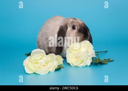 Faltohr-Kaninchen-RAM in siamesischen Farben und Blumen auf blauem Hintergrund Stockfoto