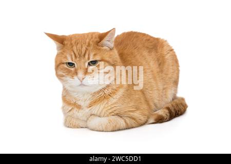 Schöne rote Katze sitzt seitlich, isoliert auf weißem Hintergrund Stockfoto