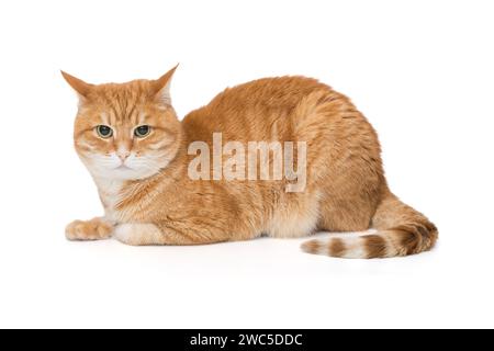 Die schöne rote Katze sitzt seitlich und schaut in die Kamera, isoliert auf weißem Hintergrund Stockfoto