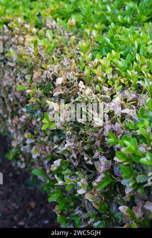 Eine Nahaufnahme einer Kastenhecke mit Kastenfäule. Stockfoto