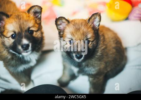 Isländische Hundewelpen, 5 Wochen alt Stockfoto