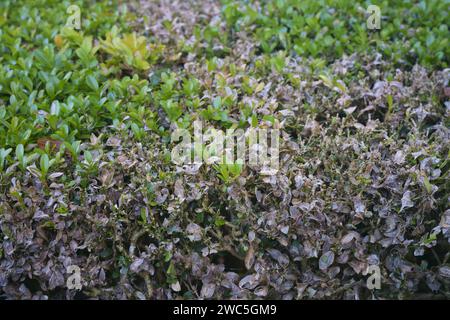 Eine Nahaufnahme einer Kastenhecke mit Kastenfäule. Stockfoto