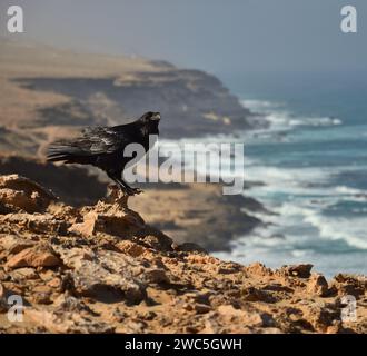 Wunderschöner Rabe auf einem Felsen an der Nordküste des Jandia Naturparks, Fuerteventura Island, Kanarische Inseln Stockfoto