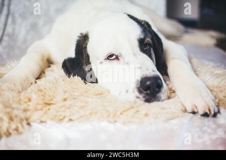 Junger Zentralasiatischer Schäferhund (Ovcharka, Alabai) Stockfoto