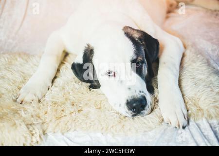 Junger Zentralasiatischer Schäferhund (Ovcharka, Alabai) Stockfoto