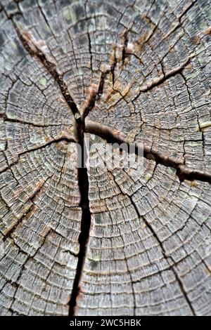 Getrocknetes Holz kent england Stockfoto