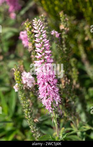 Veronica „Pink Damask“ eine sommerblühende Pflanze mit einer rosa Sommerblume, die allgemein als speedwell bekannt ist, Stockfoto Stockfoto