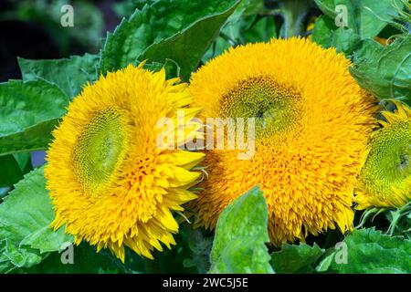 Helianthus annuus 'Teddybär' eine sommerliche, doppelt flauschige, blühende Pflanze mit einer gelben Sommerblume, die allgemein als Zwerg-Sungold bekannt ist, Stock Photo imag Stockfoto