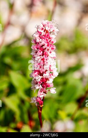 Persicaria affinis „Superba“ eine im Sommer herbstliche blühende Pflanze mit einer rosafarbenen Sommerblume, die allgemein als Knotenweed oder Bistorta affinis, Brühe, bekannt ist Stockfoto