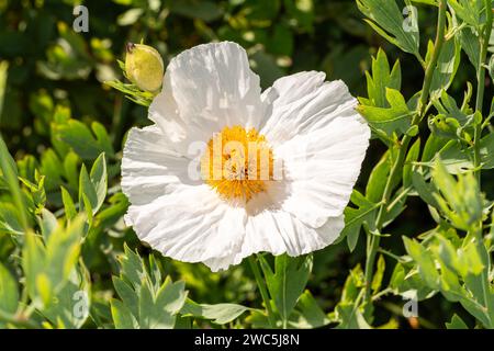 Romneya coulteri, eine sommerblühende Pflanze mit einer weißen Sommerblume, die allgemein als kalifornischer Baummohn bekannt ist, Stockfoto Stockfoto