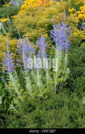 Perovskia 'Blue Spire' eine im Spätsommer blühende Pflanze mit einer blau-violetten Sommerblüte im Juli und August und allgemein bekannt als Russian Sage, Stock Stockfoto