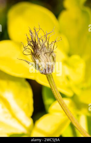 Choisya ternata „Sundance“ Blumenkraut, ein immergrüner Sträucher mit leuchtend gelben Blättern und weißen Frühlingsblüten, die allgemein bekannt sind als Stockfoto