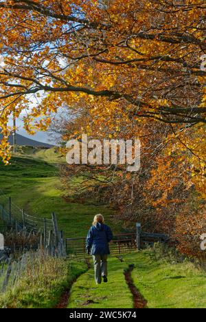 Ein einsamer weiblicher Walker auf dem abgeschiedenen Fußweg zum Maule Monument auf dem Hügel von Rowan in Glen Esk in den Angus Glens nahe Tarfside. Stockfoto