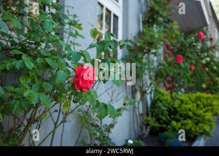 Ein Detail einer roten Rose in Blüte, die an der Seite eines Hauses in einem erhöhten Blumenbeet im Touristenziel Geiranger, Norwegen, gepflanzt wird. Stockfoto