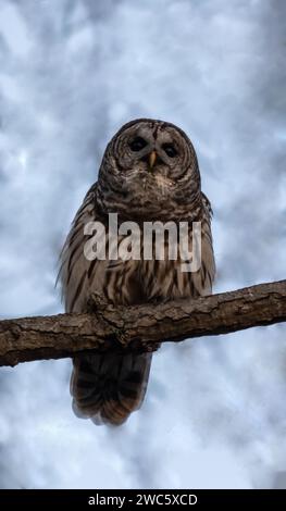 Barred Owl, Strix Varia, auf einem Ast stehend und im frühen Winter auf die Kamera blickend, mit hellblauem Hintergrund vor der Dämmerung Stockfoto
