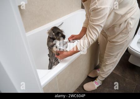 Glückliche Frau, die Miniatur-Schnauzer-Hund im Badezimmer wäscht Stockfoto